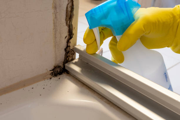 Attic Mold Removal in Geneva, NE