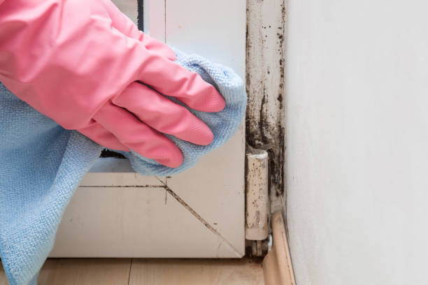 Best Black Mold Removal  in Geva, NE